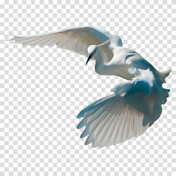 Bird Crane Cygnini, Bird transparent background PNG clipart