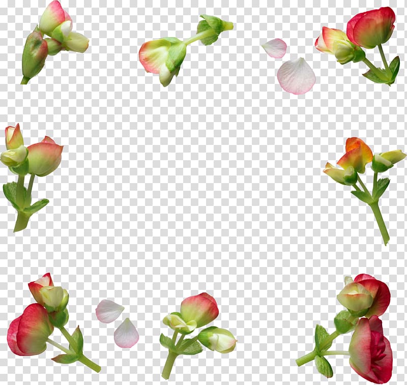 Flower International Women\'s Day , steve borden transparent background PNG clipart