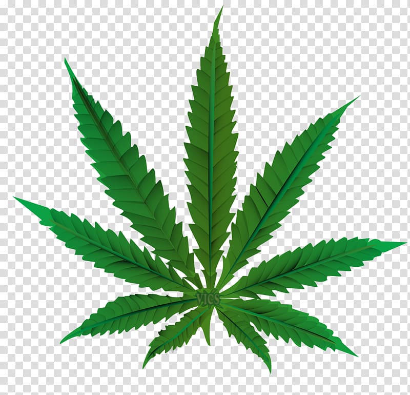 Cannabis sativa Leaf Medical cannabis Hemp, cannabis transparent background PNG clipart