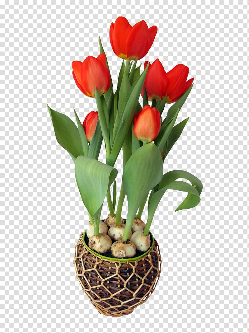 Tulip Flower Bulb , crocus transparent background PNG clipart