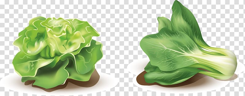 Lettuce Vegetable, painted vegetables transparent background PNG clipart