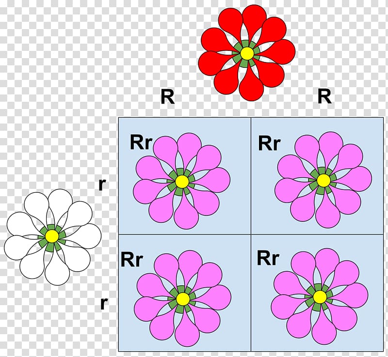 Codominance Allele Phenotype Mendelian inheritance, domineering transparent background PNG clipart