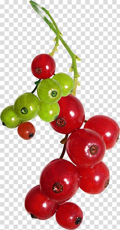 Portable Network Graphics Berries Fruit , currant berries transparent background PNG clipart