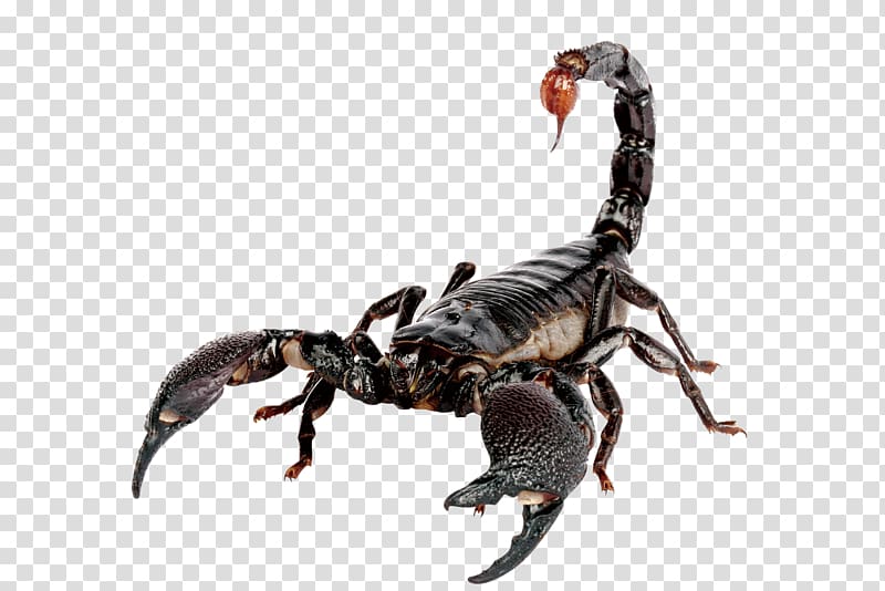 black scorpion illustration, Emperor scorpion Scorpion sting House, Scorpions transparent background PNG clipart