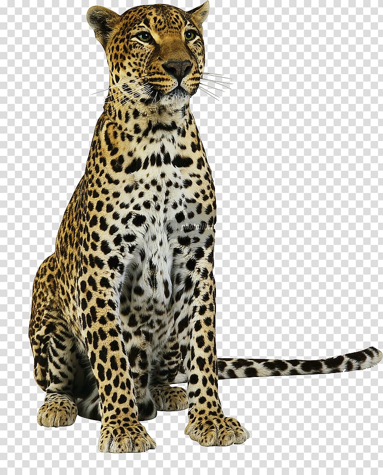 leopard transparent background PNG clipart