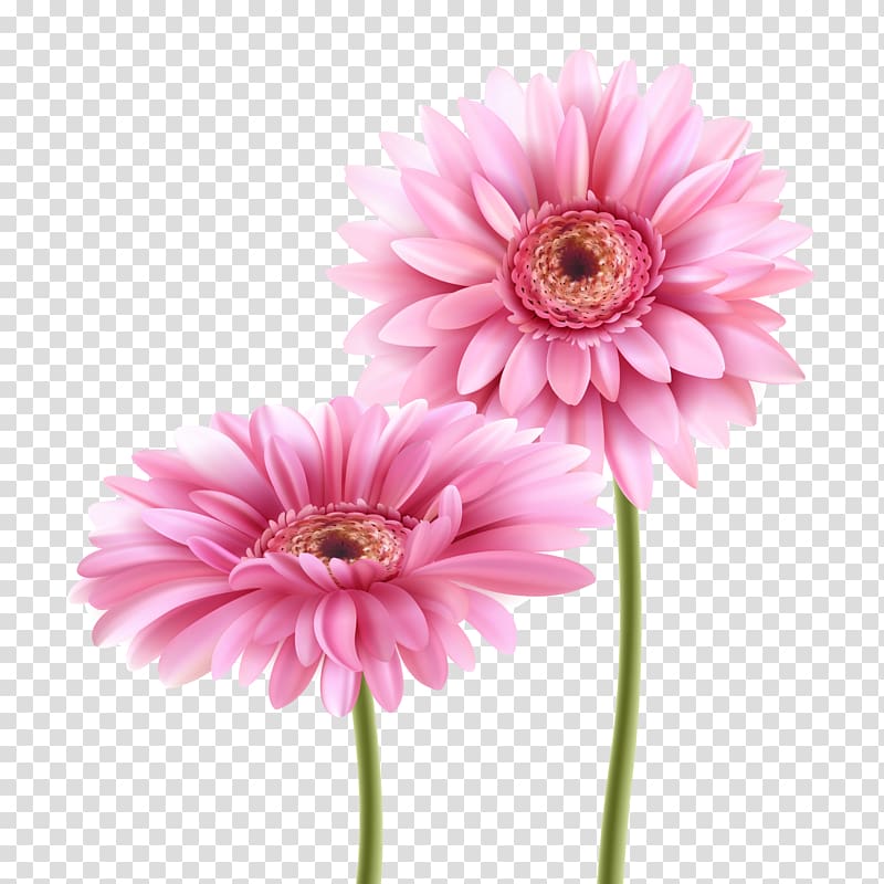 two pink petaled flowers illustration, Birthday Friendship Wish Greeting card Wedding invitation, Pink gerbera material transparent background PNG clipart