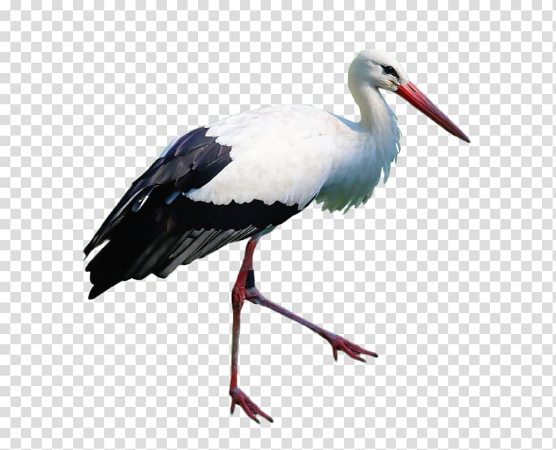 White stork Marabou stork, stork transparent background PNG clipart