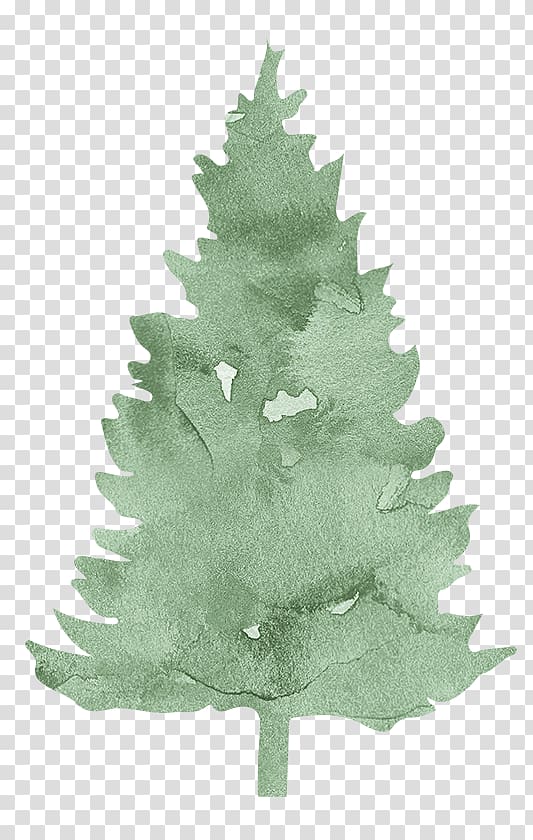 Pine Spruce Fir Evergreen Conifers, Free to pull the leaf material transparent background PNG clipart