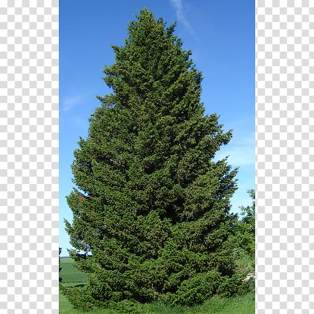 Douglas fir Pseudotsuga menziesii var. glauca Taiga Tree Evergreen, tree transparent background PNG clipart