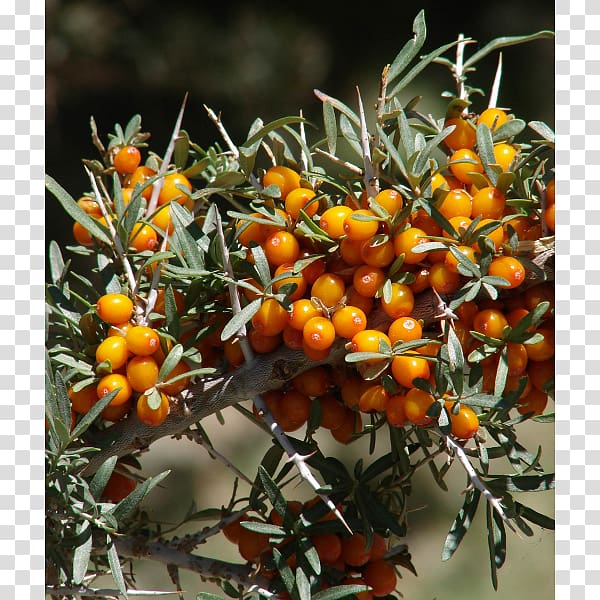 Seaberry Seed Shrub Buckthorn, Klavdija transparent background PNG clipart