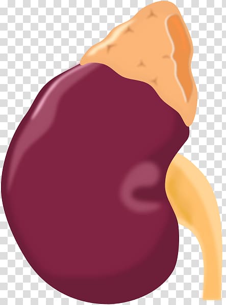Adrenal gland Computer Icons Kidney , heart transparent background PNG clipart