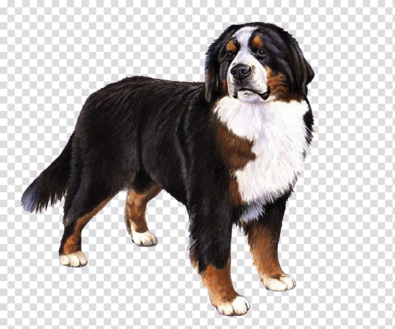 Bernese Mountain Dog Puppy Dog breed Halloween, puppy transparent background PNG clipart