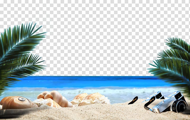 sea shell and camera on shore, Ocean Beach Sandy Beach Sea, Ocean Beach plant transparent background PNG clipart