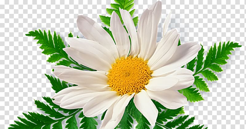 Chamomile , chamomile transparent background PNG clipart