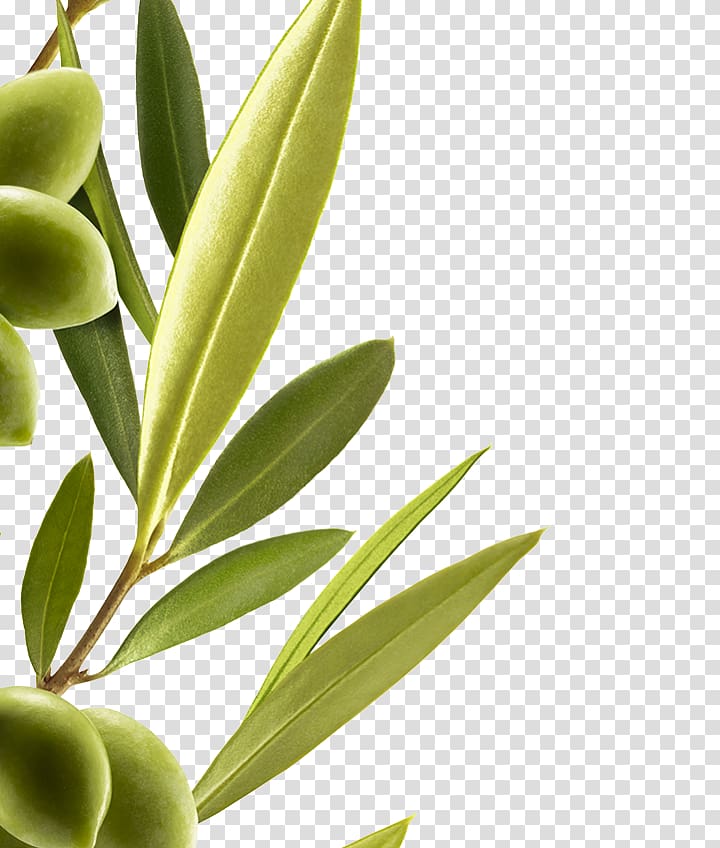 Hair Care Mediterranean Basin Olive Extract, olives transparent background PNG clipart
