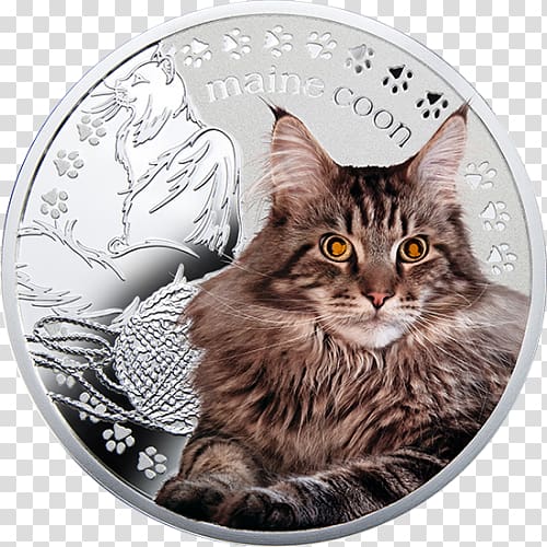 Maine Coon Bengal cat Siamese cat Norwegian Forest cat Dragon Li, coon transparent background PNG clipart