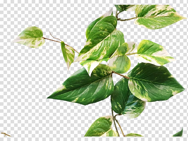 Pothos Garland Leaf Plant stem Herb, Green Faux Berry Branch transparent background PNG clipart