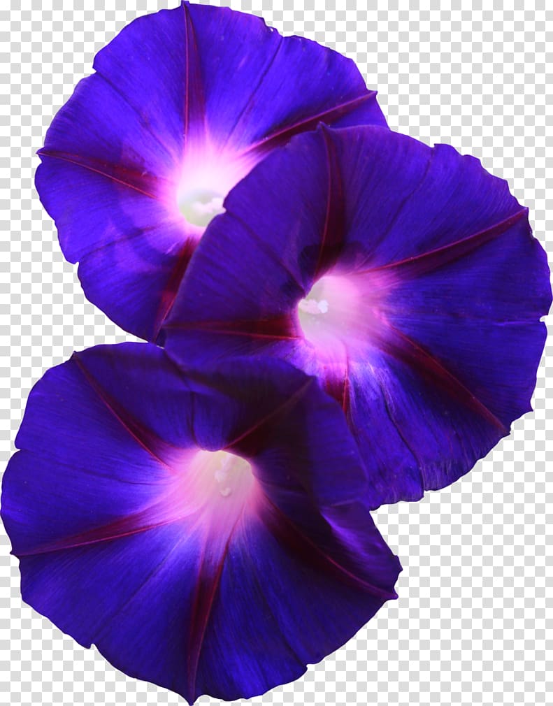 Flower Morning glory Violet Pansy, glory transparent background PNG clipart