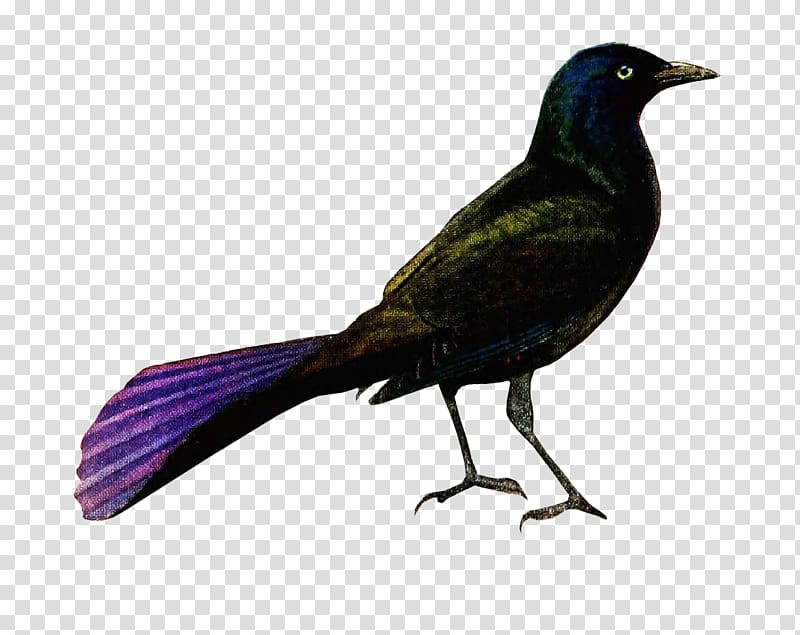 New Caledonian crow Brown-headed cowbird American crow Common grackle, birds and insects transparent background PNG clipart