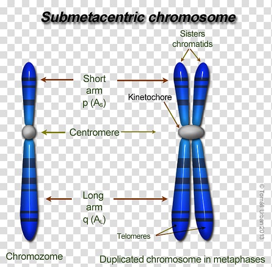 Eukaryotic chromosome structure DNA Centromere Genetics, Kinetochore transparent background PNG clipart