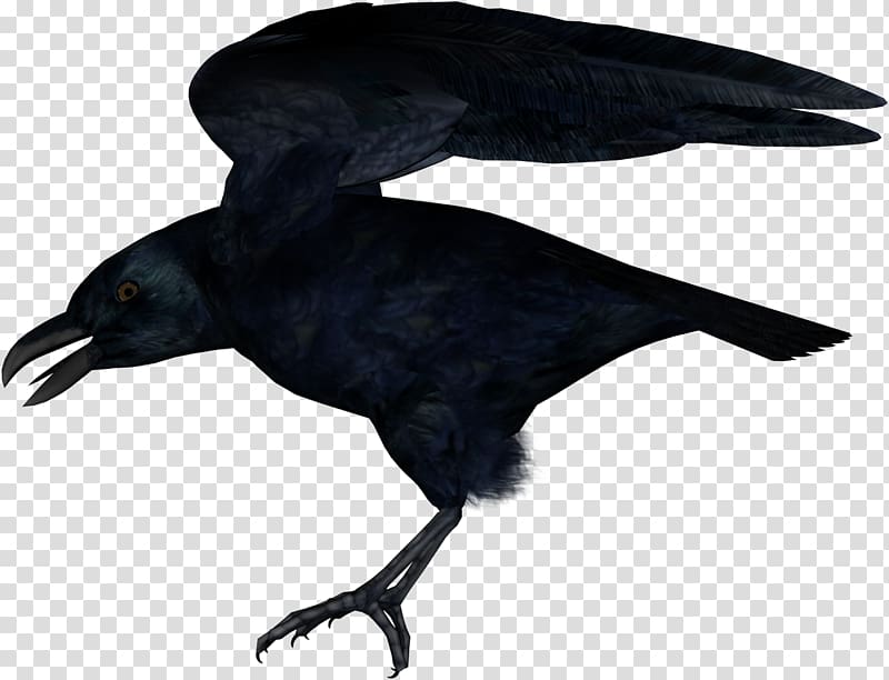 American crow New Caledonian crow Common raven Rook, others transparent background PNG clipart
