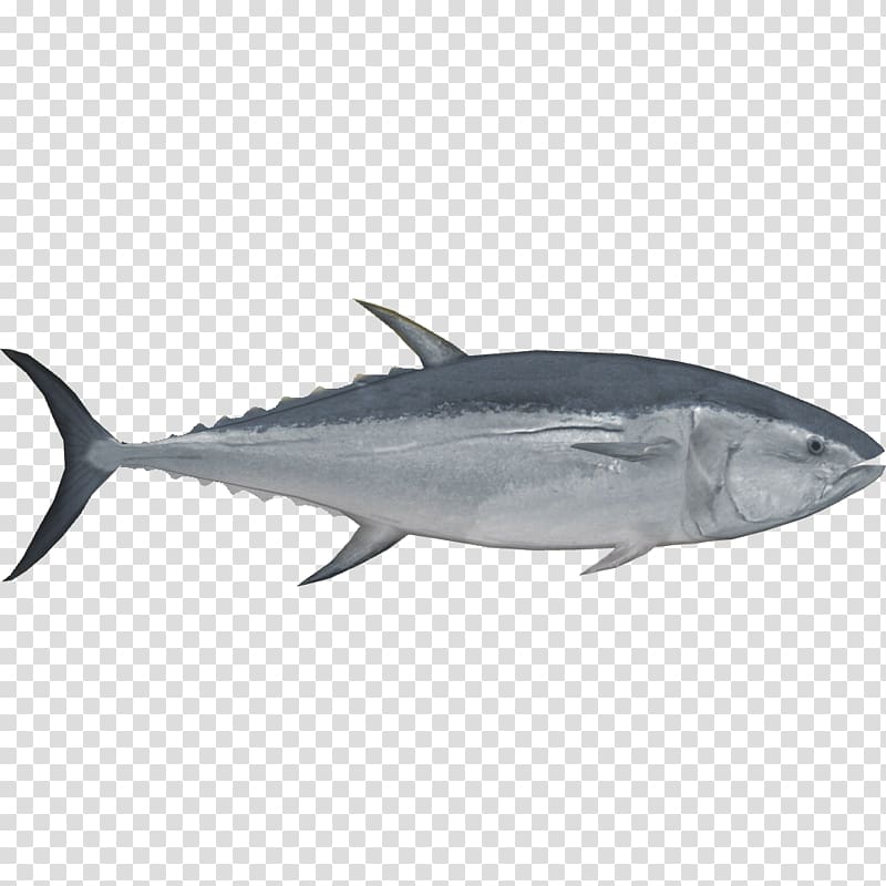 Pacific bluefin tuna Southern bluefin tuna Albacore Bigeye tuna Fish, tuna transparent background PNG clipart