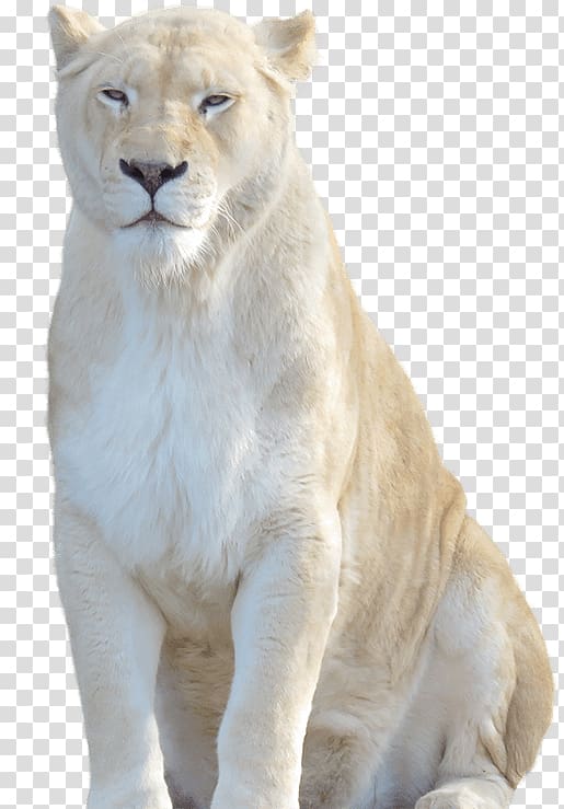 White lion Cheetah Felidae Tiger, lion transparent background PNG clipart