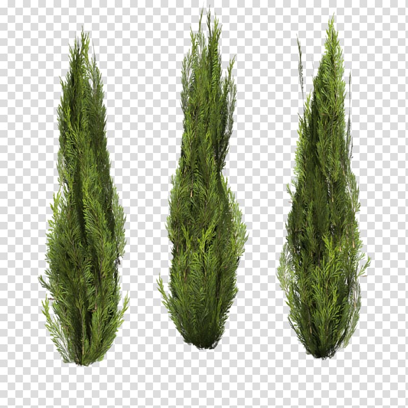 Shrub , Bushes , green plants illustration transparent background PNG clipart