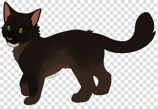 Korat Havana Brown Black cat Whiskers Kitten, cocoa butter transparent background PNG clipart