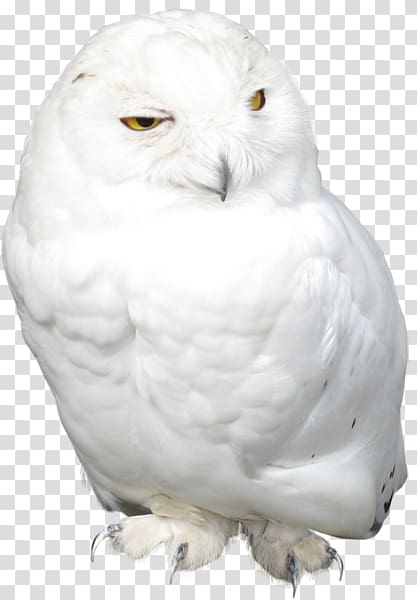 Snowy owl Bird, owl transparent background PNG clipart