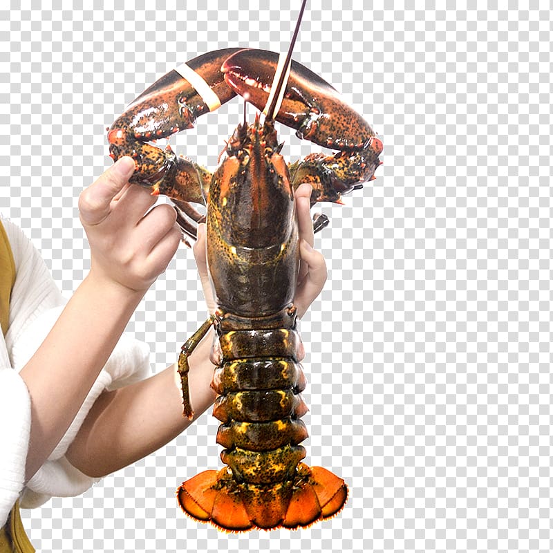 American lobster Homarus gammarus Boston Seafood Palinurus elephas, Fresh lobster transparent background PNG clipart