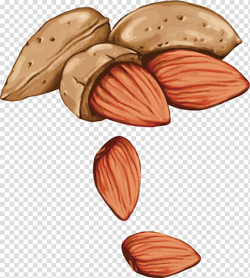 almonds illustration, Tree nut allergy Drawing Seed, Hand-painted Almond transparent background PNG clipart