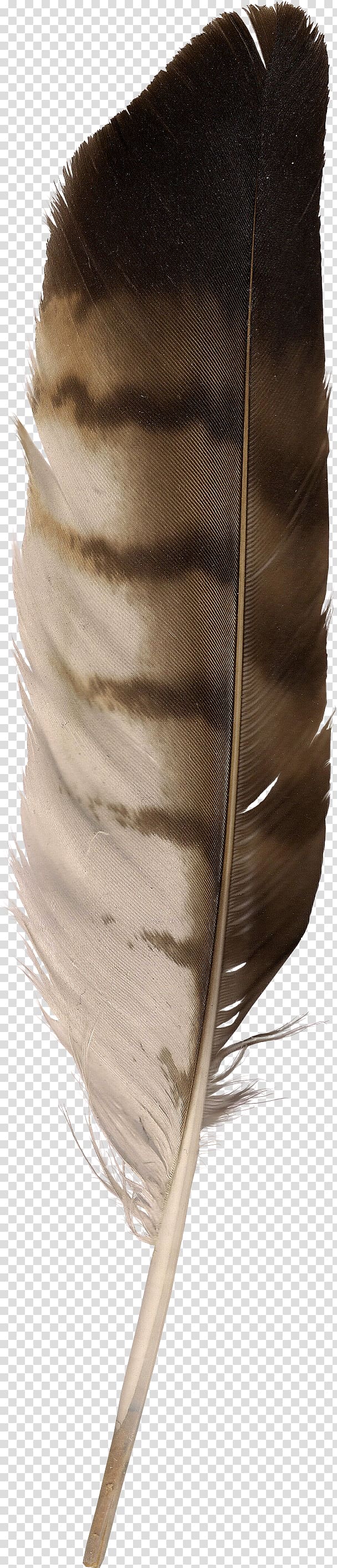 brown feather, Eagle feather law Goose, feather transparent background PNG clipart
