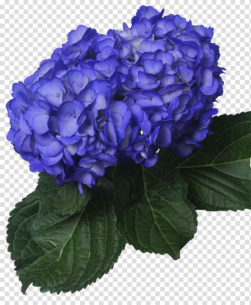 Hydrangea Navy blue Flower , dark blue flower transparent background PNG clipart