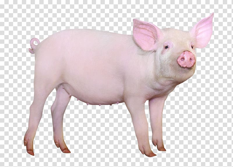 Hampshire pig Gxf6ttingen minipig Domestication of animals Cattle Breed, standing pig transparent background PNG clipart