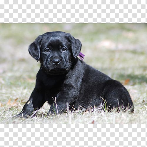 Labrador Retriever Flat-Coated Retriever Puppy Dog breed Borador, Labrador Dog transparent background PNG clipart