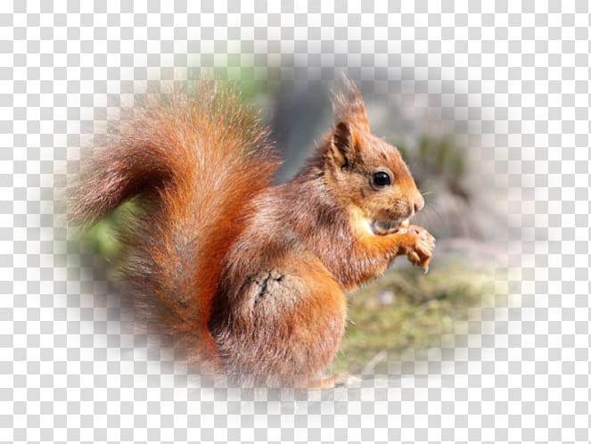 Fox squirrel Chipmunk Whiskers Snout, pas de deux transparent background PNG clipart