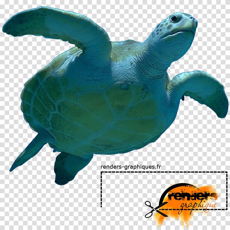 Loggerhead sea turtle Marine biology, turtle transparent background PNG clipart