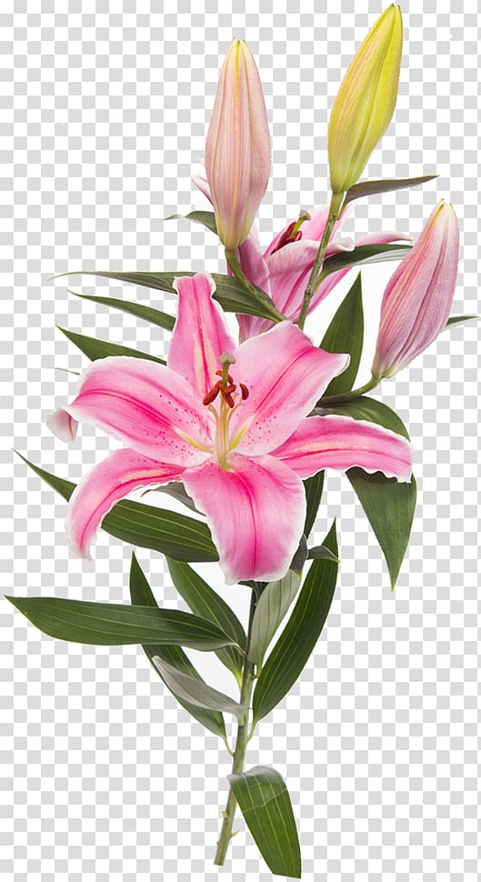 Easter lily Lilium \'Stargazer\' Flower , flower transparent background PNG clipart