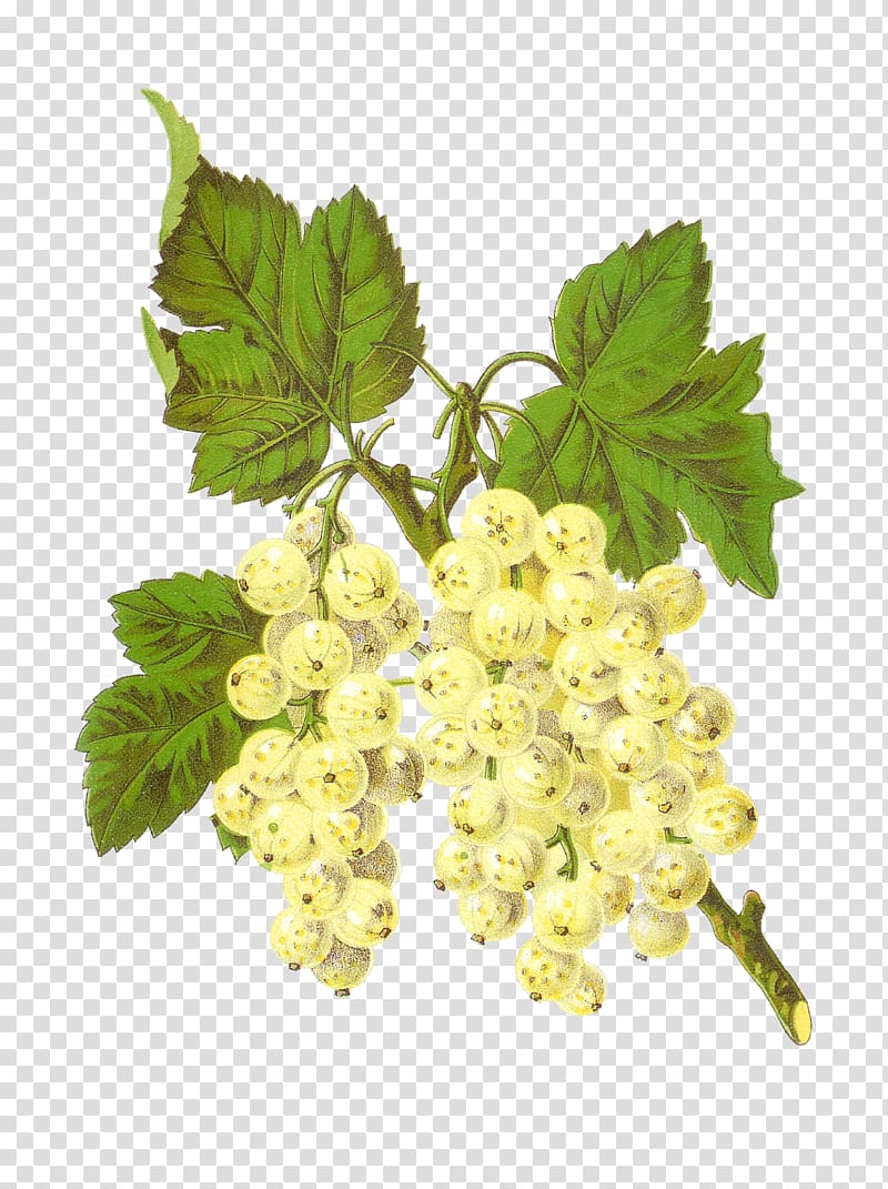 Zante currant Grapevines White currant , Grapes transparent background PNG clipart