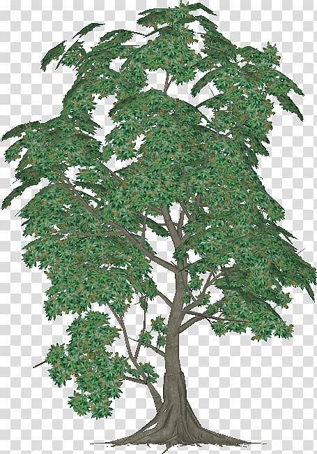 Chinese sweet plum Evergreen Plane trees Leaf, Bohemian Rhapsody transparent background PNG clipart