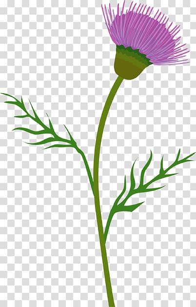 Milk thistle Cirsium vulgare , others transparent background PNG clipart