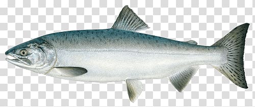 grey fish, Pink Salmon transparent background PNG clipart