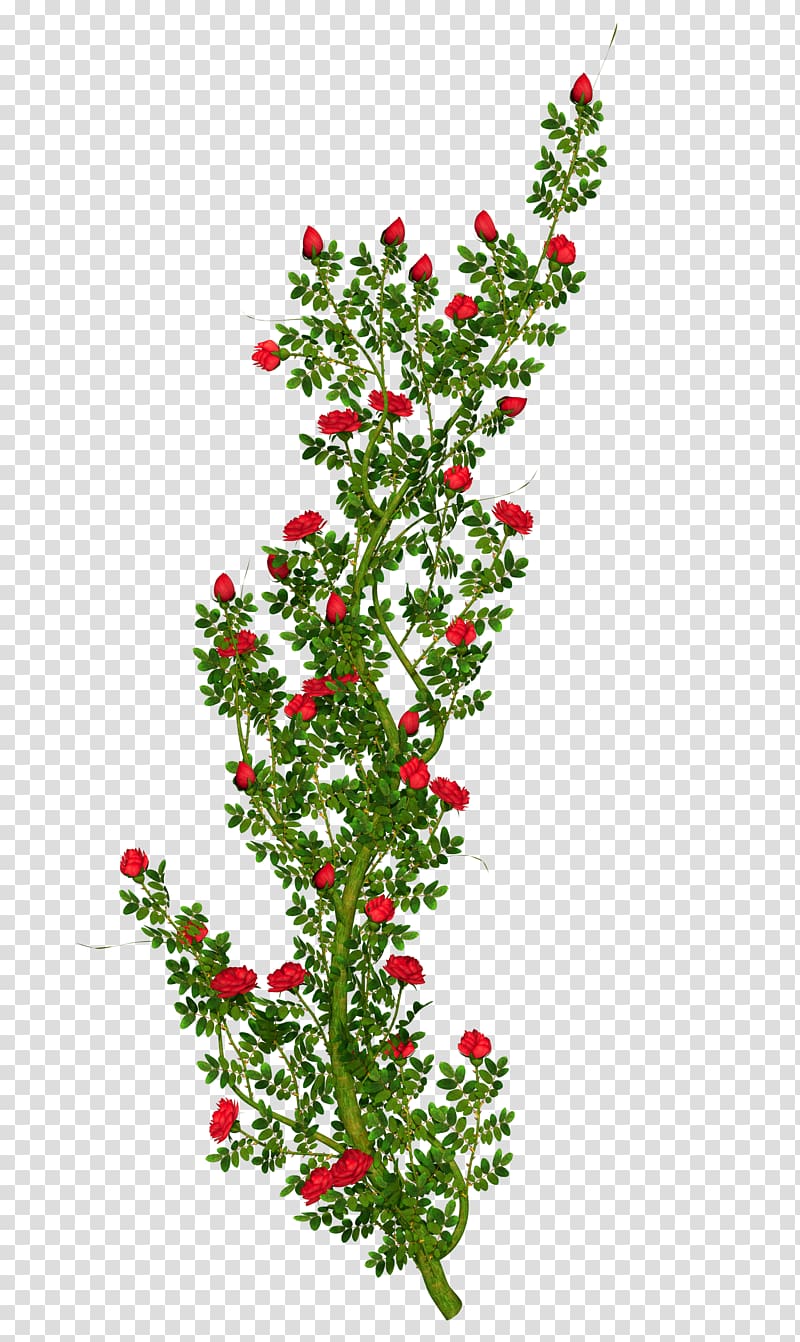 Rose Shrub Flower , bushes transparent background PNG clipart