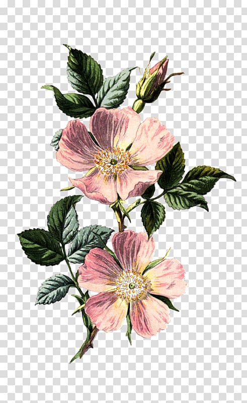 Dog-rose Familiar Wild Flowers Botany Rosa acicularis, flower transparent background PNG clipart