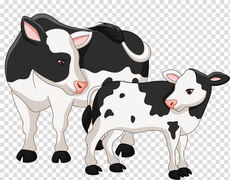 Cow-calf operation Angus cattle , bull transparent background PNG clipart