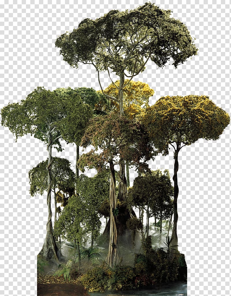 green trees illustration, El Yunque National Forest Amazon rainforest Cloud forest Tree Canopy, tree top transparent background PNG clipart