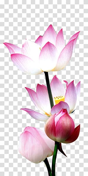 water lotus decorative material transparent background PNG clipart