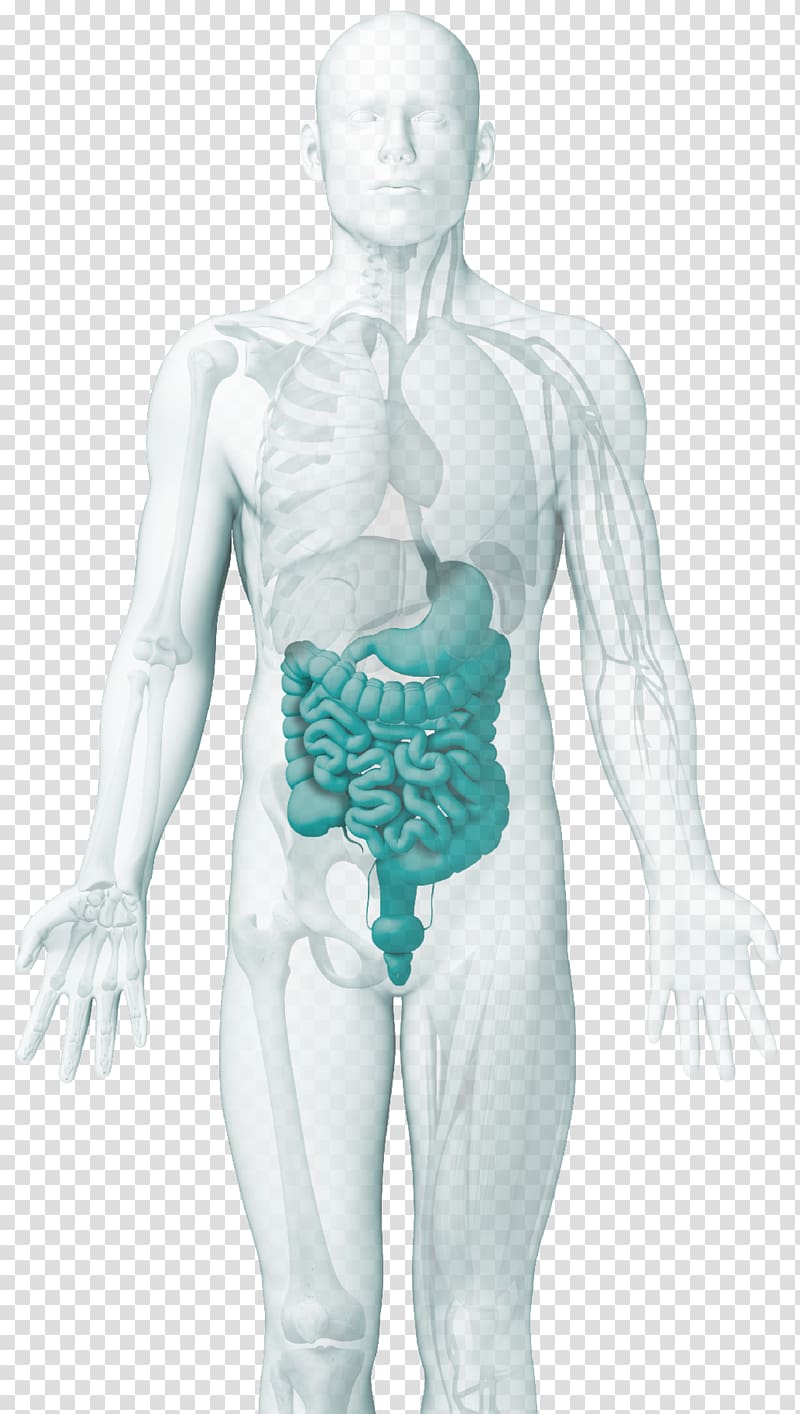 Gastroenterology ELISA Autoimmune disease Intestine, others transparent background PNG clipart