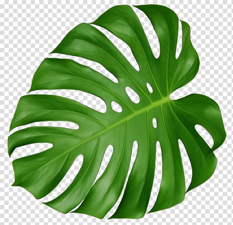 Green Monstera Deliciosa Leaf Illustration Swiss Cheese Plant Leaf